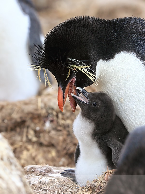 Rockhopper Penguin chick after feeding, Cape Bougainville, Falklands - Rockhopper Penguin