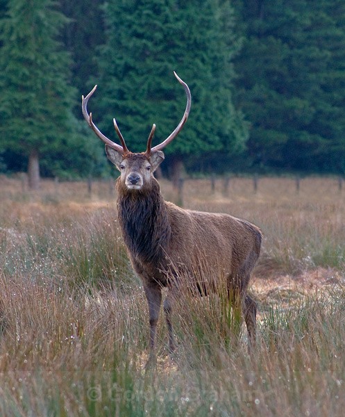 Red Deer Stag - Wildlife