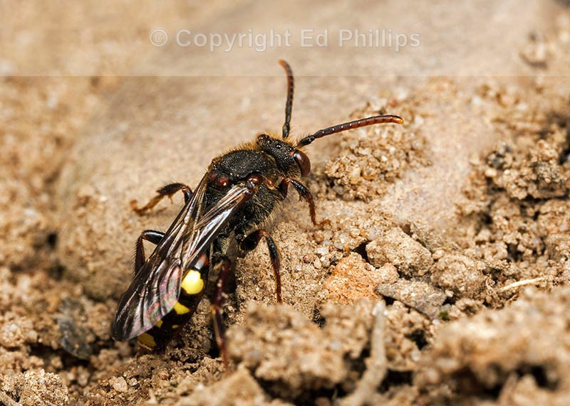 Nomada leucophthalma (f)