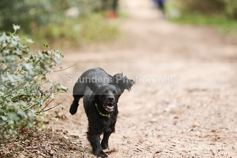 SPXX3922 - Endurance Dogs