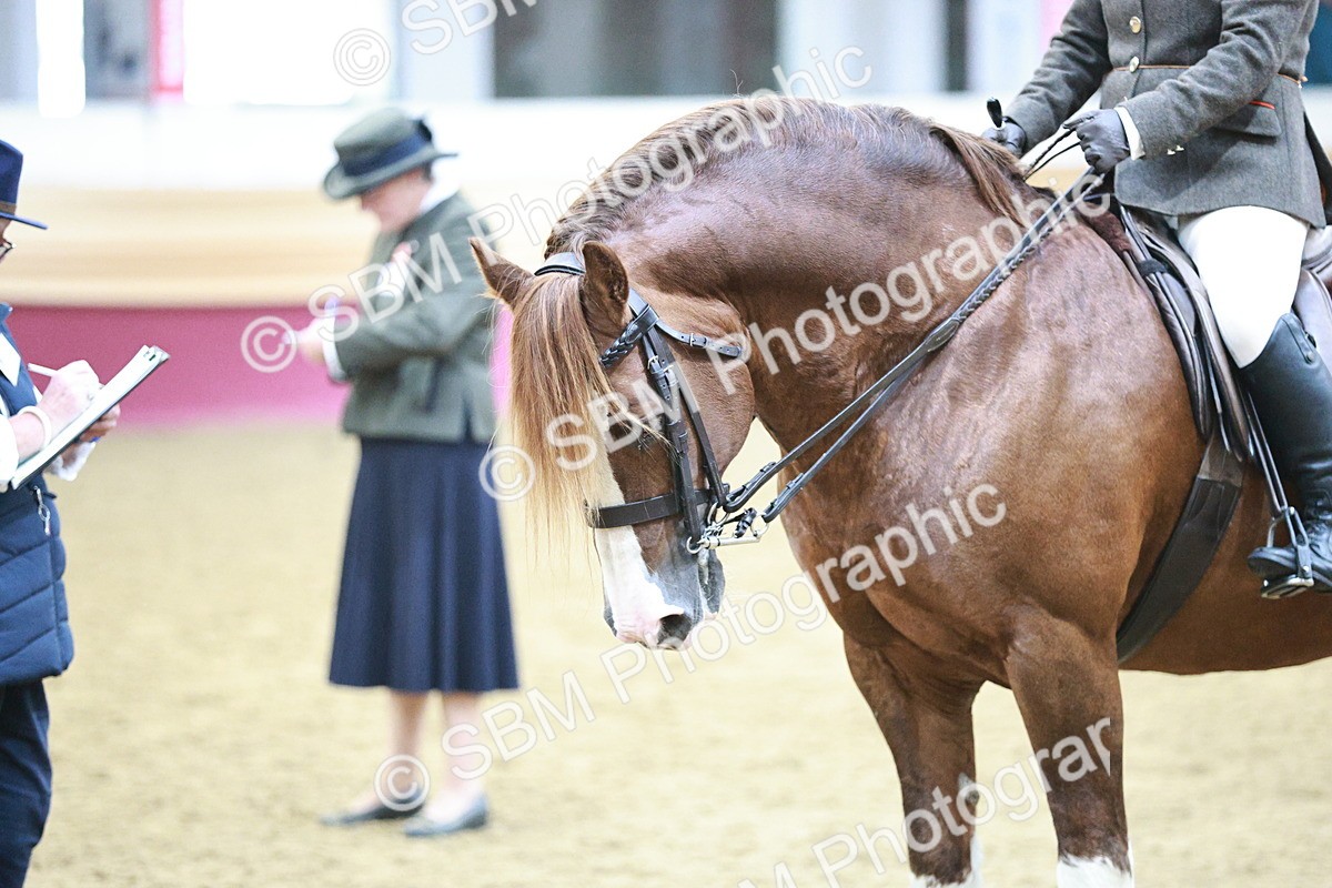 SBM_08918 - Class 12R - Regional Ridden Pre-Vet