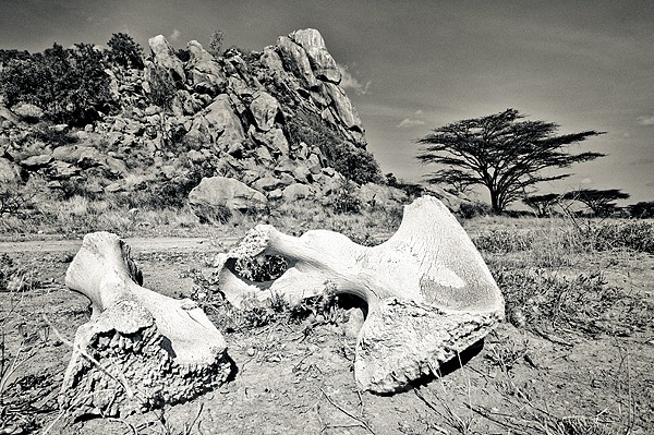 Elephant Bones, Shaba, Kenya