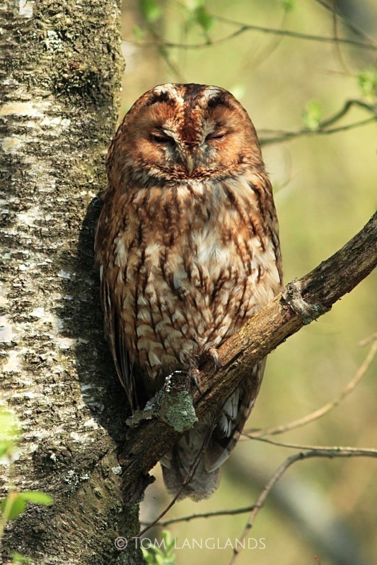 Tawny Owl - All Other Birds