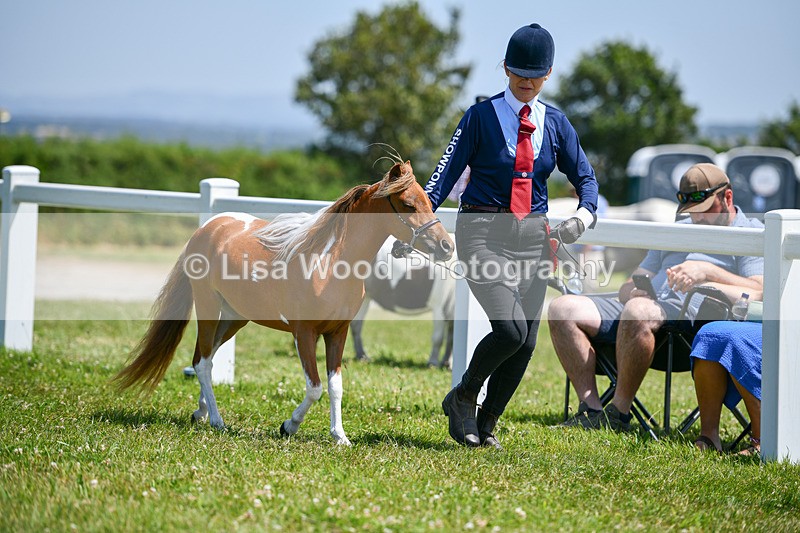 DSC_7256 - Miniature Horse Championship