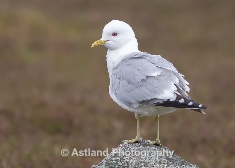 Astland Photography, Bird and Wildlife Images, Susan and Peter Wilson, U.K.