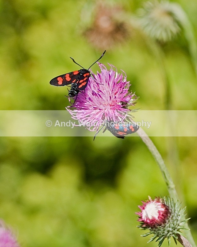 20080723-031 - Butterflies & Moths