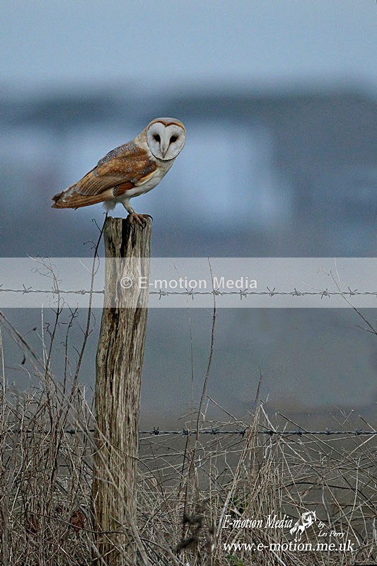 Barn-Owl--230115-21b - Nature