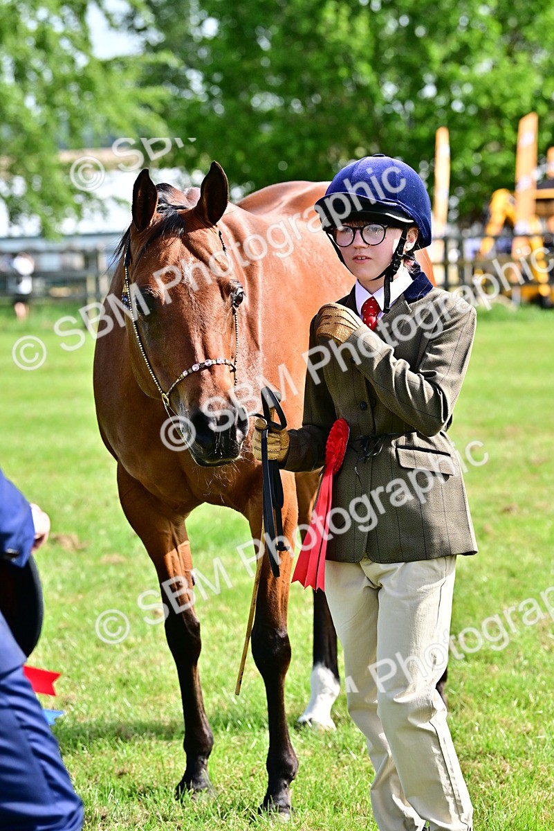 SBM_01057 - Class 46-49 - Arab and Part Bed-Anglo Arab In Hand