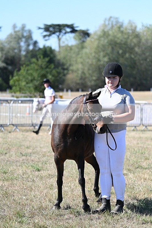 WJ7_1901 - Class 43 Best Six Legs (In hand)