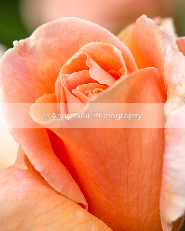 20140613-3K8A2403-2996 - Plants & Flowers