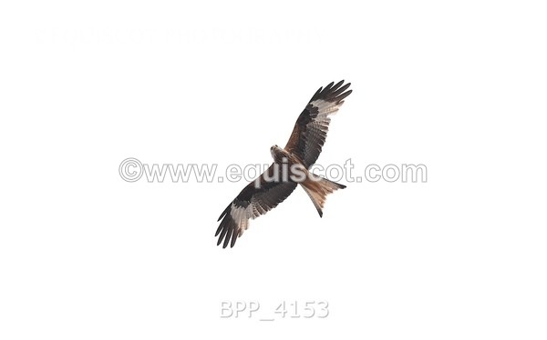 BPP_4153 - CANDIDS