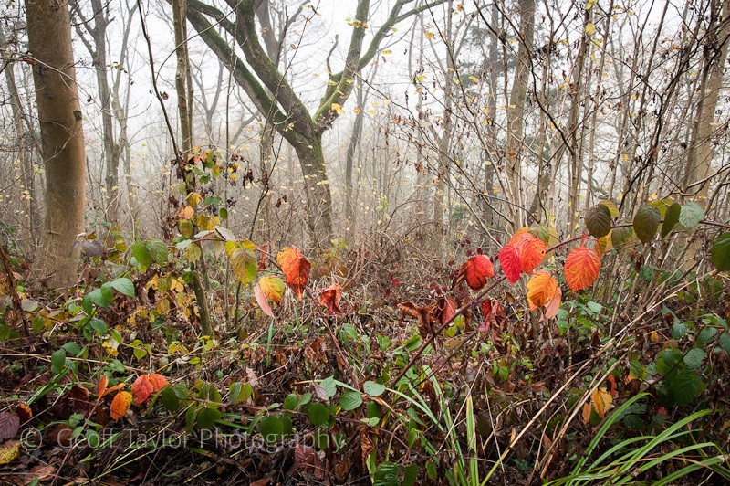 Blakeway Coppice - Wenlock Edge