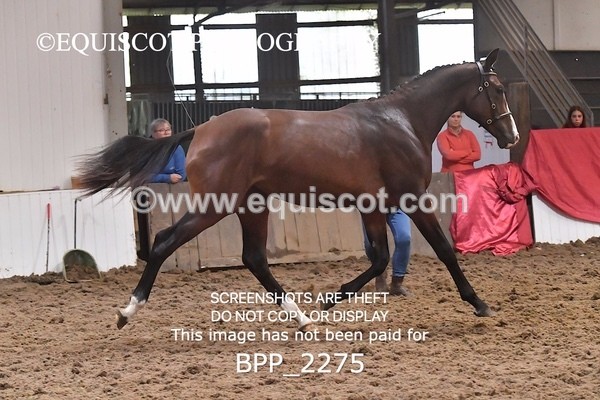 BPP_2275 - AFTERNOON 12.30 - 3.30PM