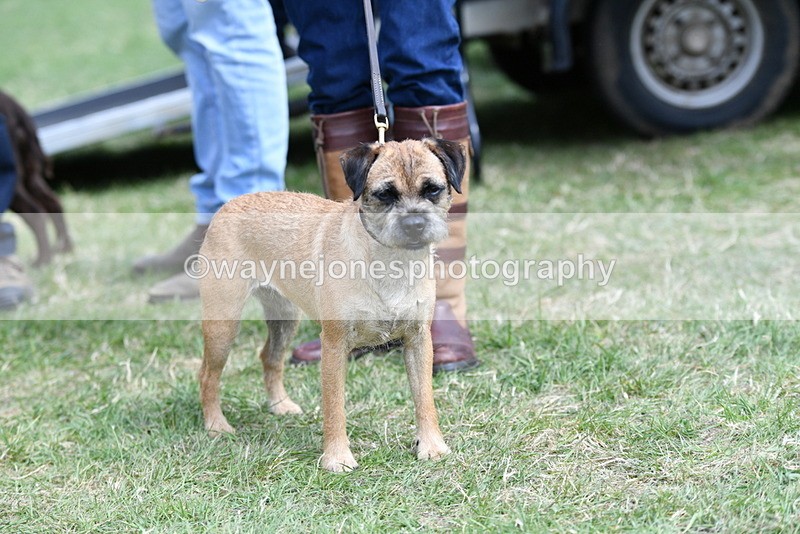 WJ5_0500 - Class 7 Best Terrier