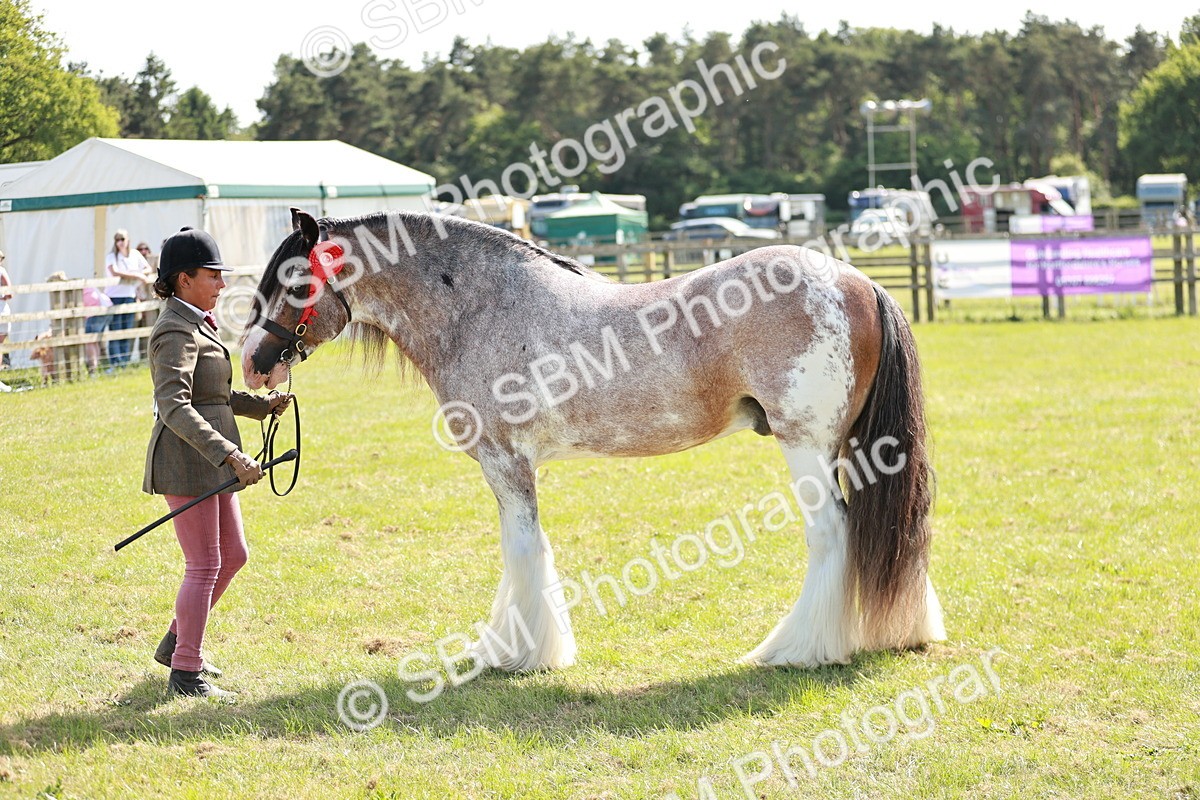 SBM_08879 - Class 63-65 - Traditional Gypsy Cobs In Hand & Ridden