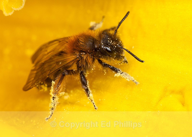 Andrena bicolor (f) - Andrena bicolor