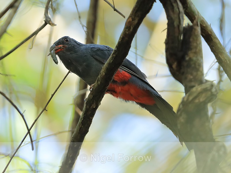 Slaty-tailed Trogon (female) with food, Panama - Slaty-tailed Trogon