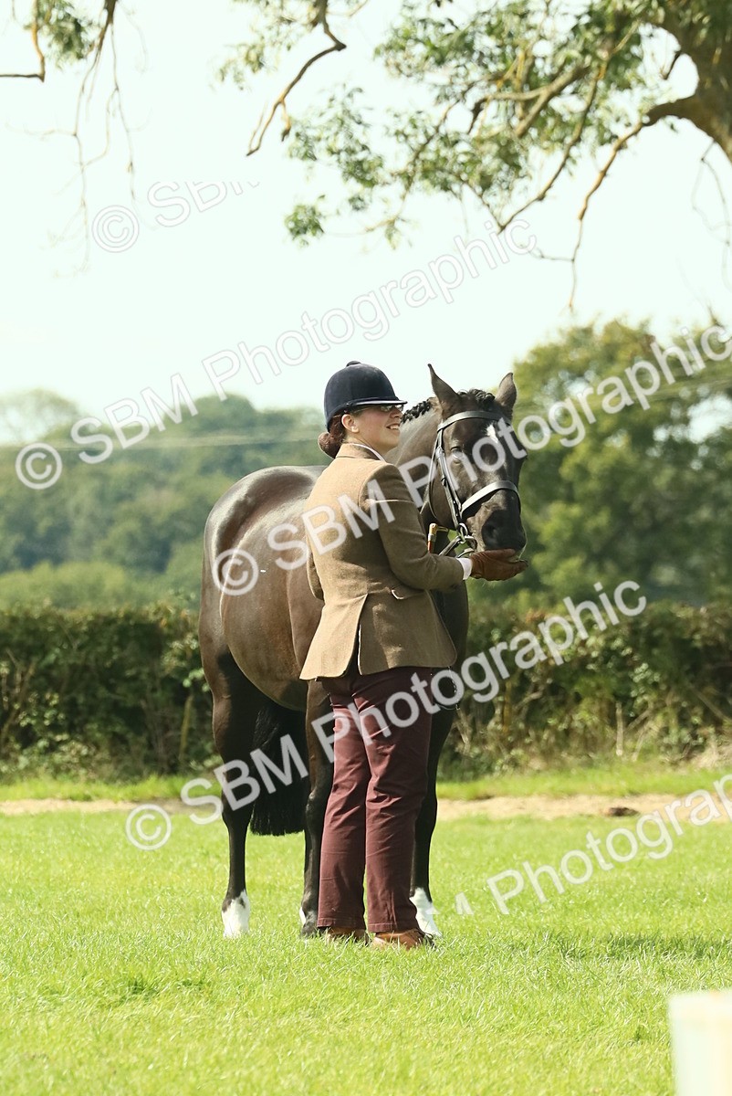 SBM_66521 - S34 - Rehabilitated Rescue Horse & Pony In Hand & Ridden