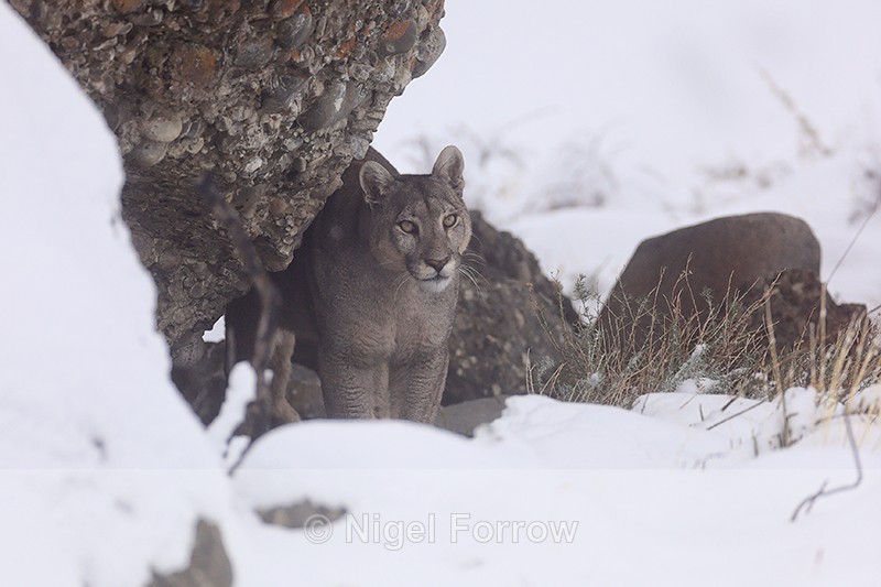 Puma Petaca sheltering out of snow, Torres del Paine, Chile - Puma