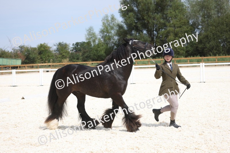 20260802-1494 - Class 16 - Best Horse or Pony