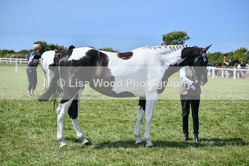 DSC_7838 - Class 65: Coloured Horse 4yrs & Over