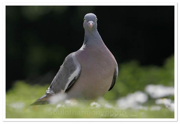  - Wildlife Wildlife
