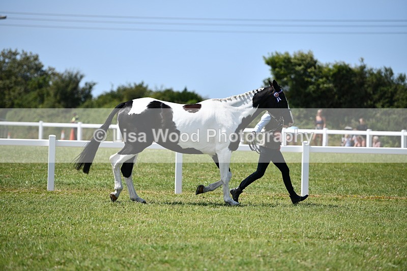 DSC_7890 - Coloured Horse In Hand Championship