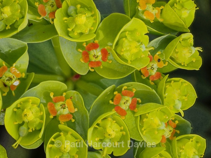 Broad-leaved glaucous spurge (Euphorbia myrsinites) - Wild Flowers - 1