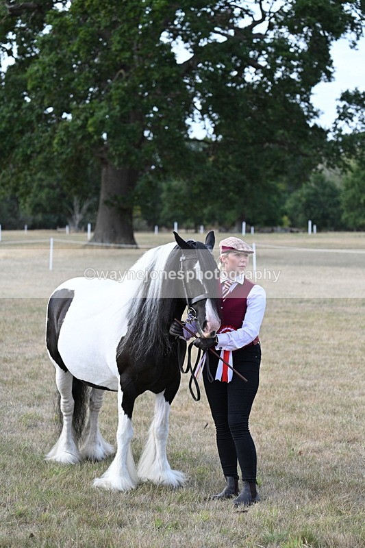 WJ7_8352 - In-hand Championship