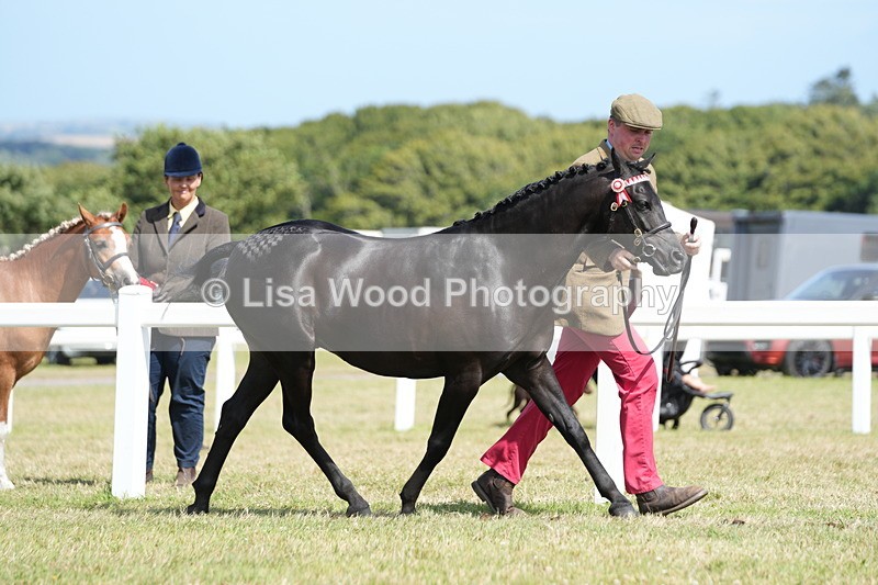 DSC07345 - Class 69: NPS Show Pony 4 years and over