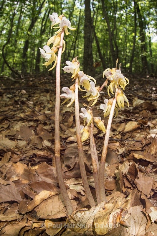  - Plants: wide-angle