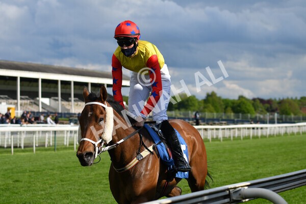 yr22052021r7-49 - Race 7 5.25pm Hudson Quarter York Palace Capital Stakes - Gentleman Amateur Riders Race