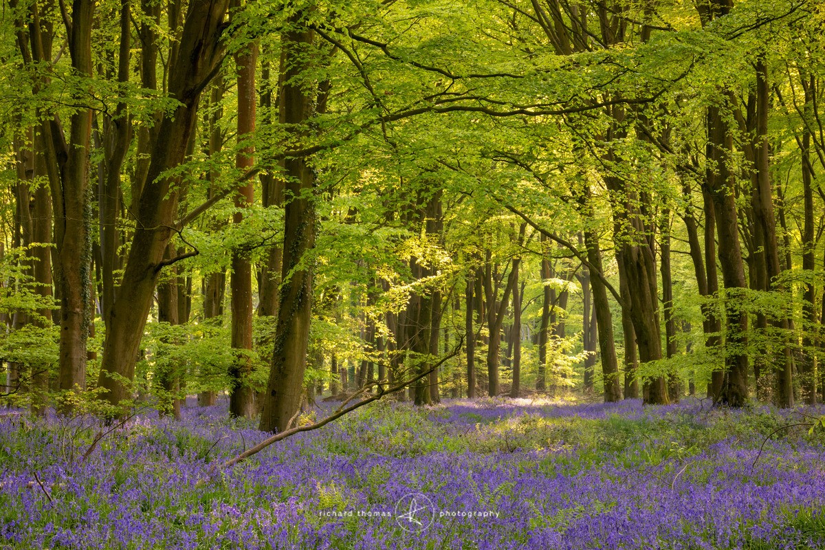 Evening in South Down woods - BlueWood