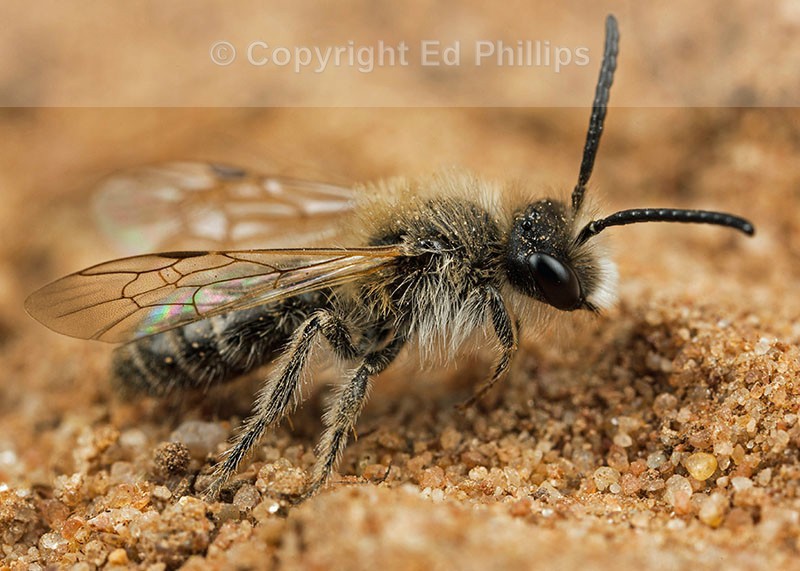 Andrena barbilabris (m)