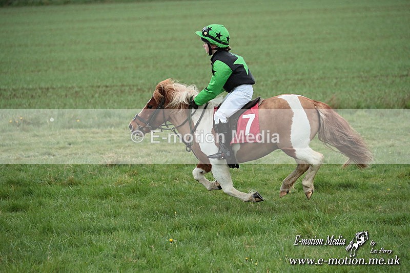 SHETPR 210425 233 - Shetland Ponies Paxford Races 21/04/25