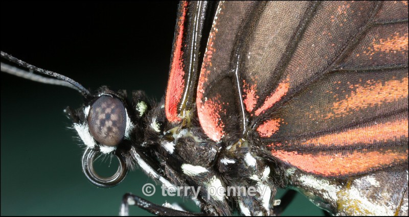  - Insects & Spiders