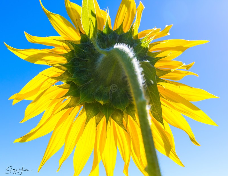 Sunflower back view 1
