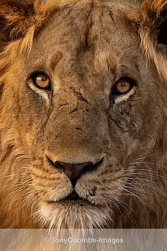 Lion - Mana Pools ~ The Mammals