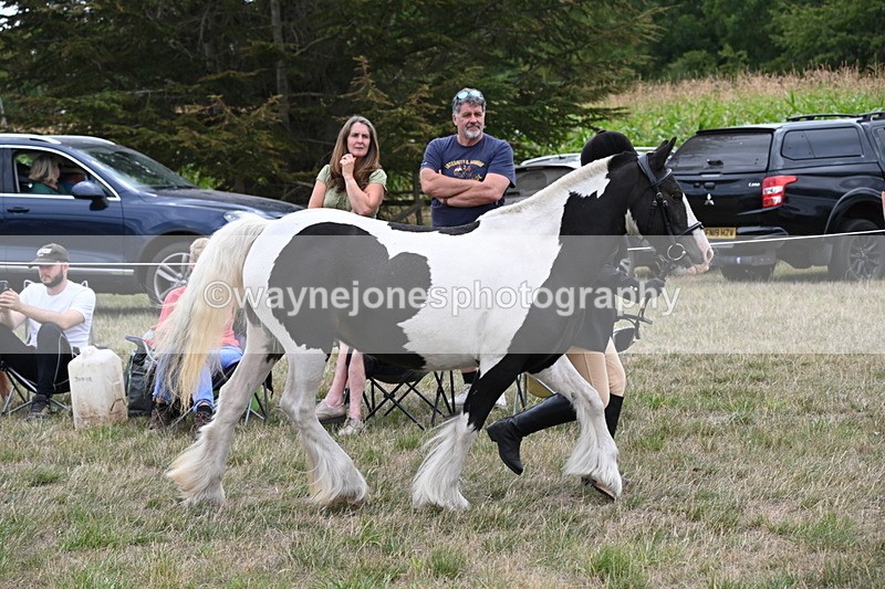 WJ6_5239 - Class 18 In-hand Coloured