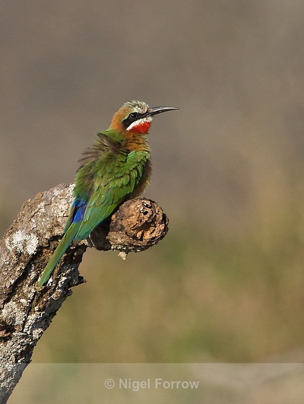 White-fronted Bee-eater with ruffled feathers perched on a tree stump - White-fronted Bee-eater