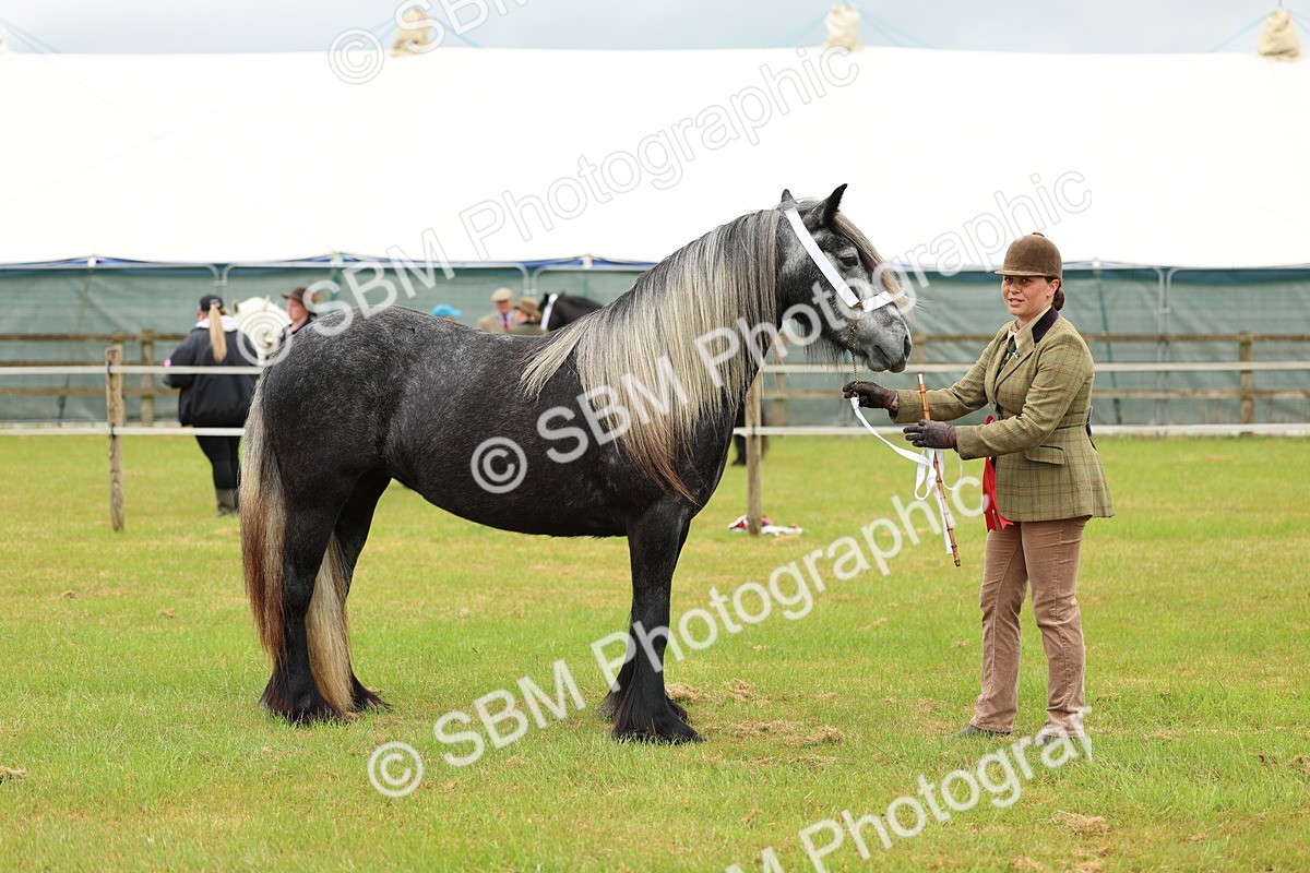 SBM_00426 - Class 58-67 - M&M Non Welsh Pony In hand