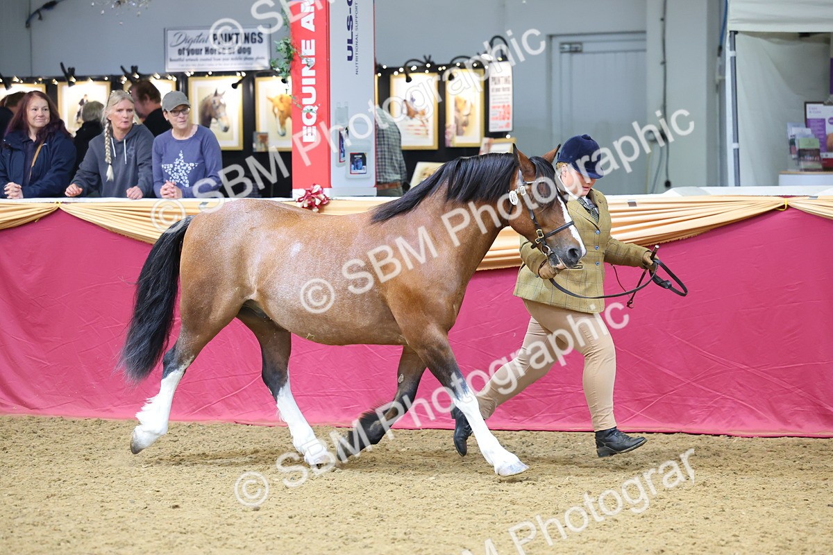 SBM_22688 - Class 903 - Supreme Final - IH Pre Vet