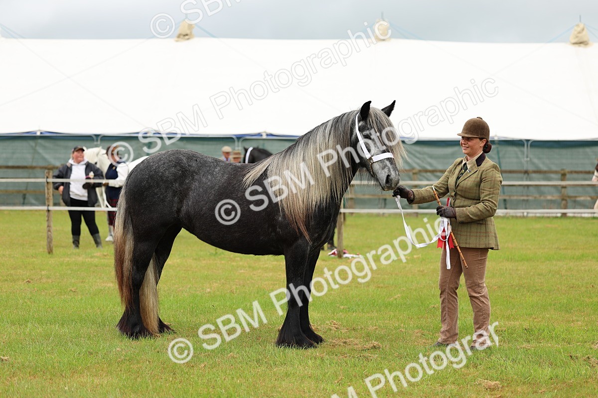 SBM_00437 - Class 58-67 - M&M Non Welsh Pony In hand