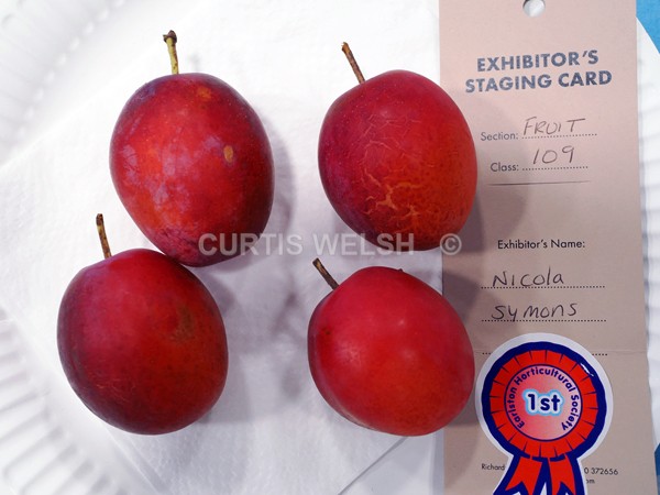 selected127 - EARLSTON FLOWER SHOW. 2025