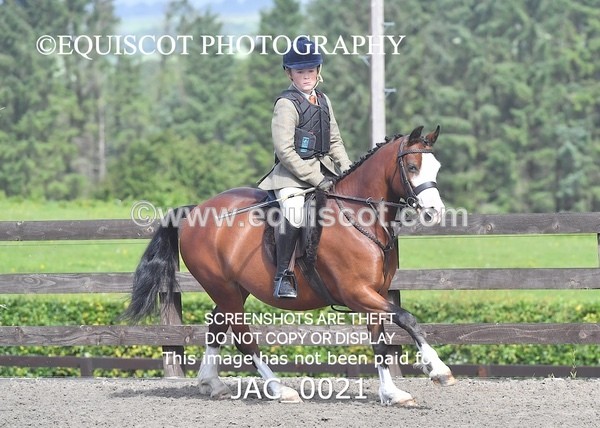 JAC_0021 - CLASS 3 Intermediate Working Hunter (0.70m - 0.85m)