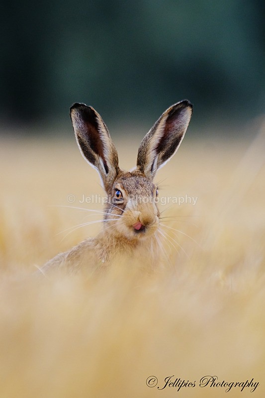  - Wildlife and Nature