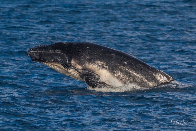 HB Calf Head-lunge 3. 0A3A7917 - 2025 Hervey Bay Whales