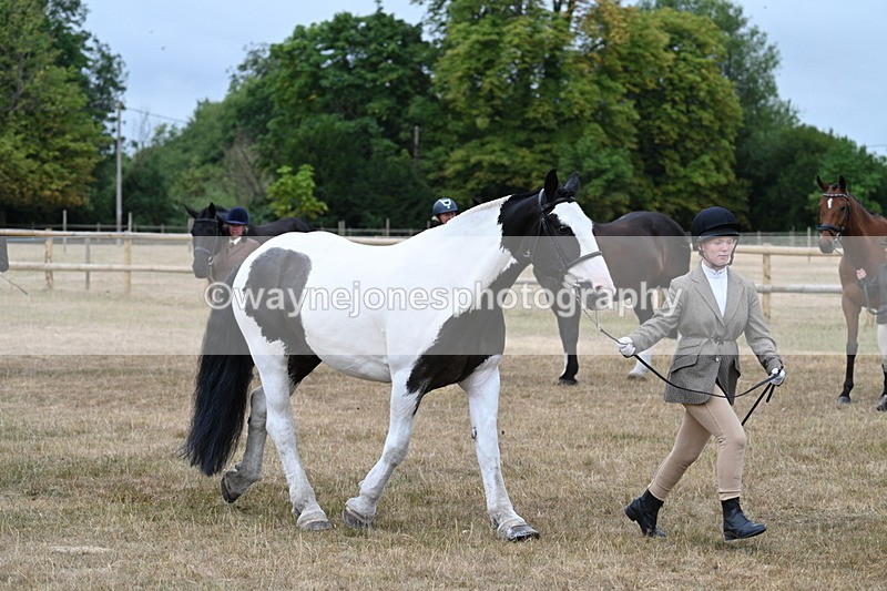 WJ7_9958 - Class 5a Most Handsome Gelding (above 14.2hh)