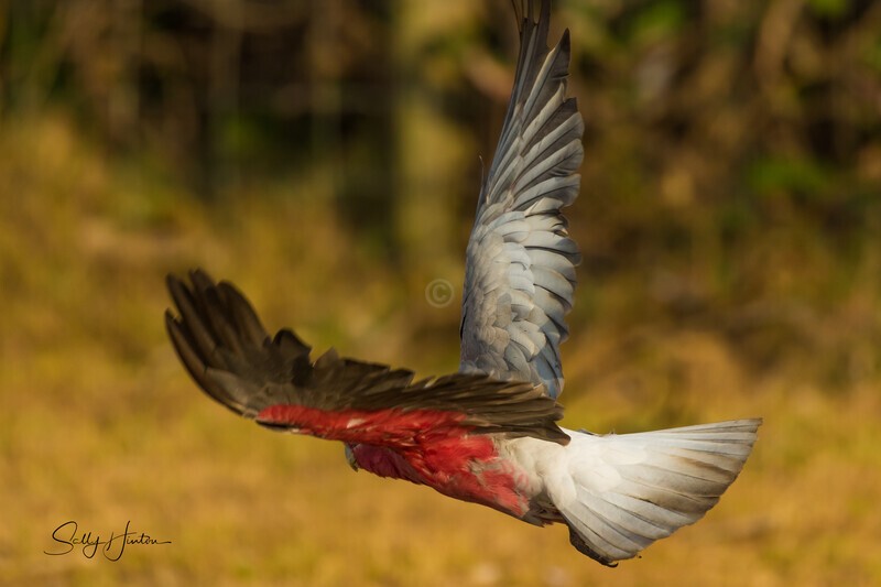 Galah in flight - Galahs