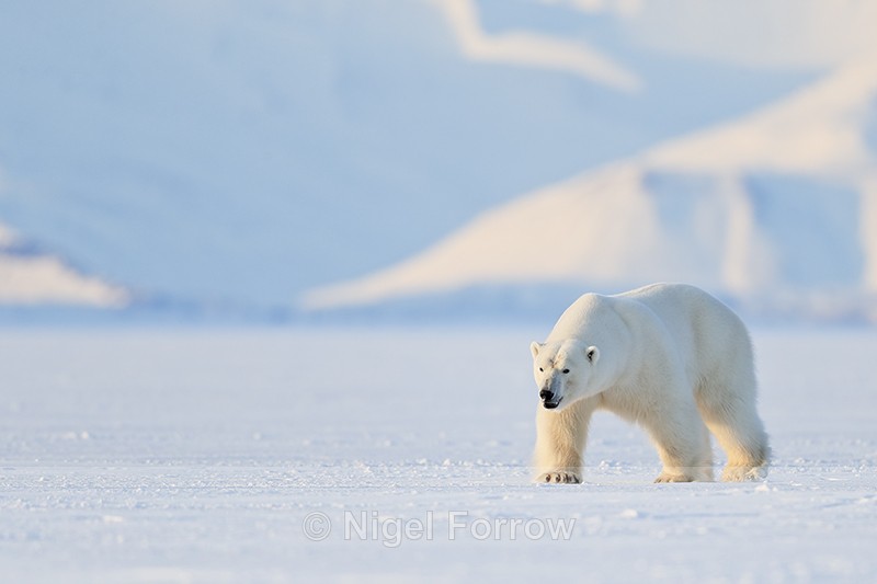 Polar Bear (male), Svalbard, Norway - Polar Bear